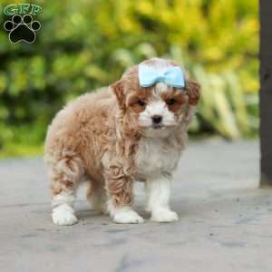 Dolly, Cavapoo Puppy